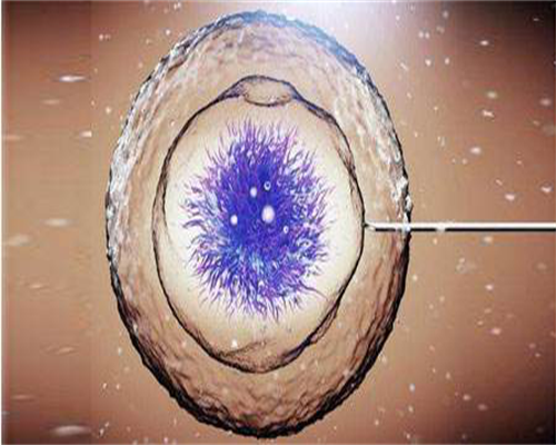 美国供卵代怀试管的成功率与费用解析